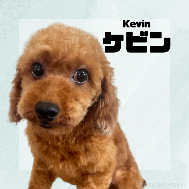 ケビンくん1枚目
